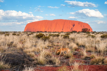 Uluru | Arno Kohlem
